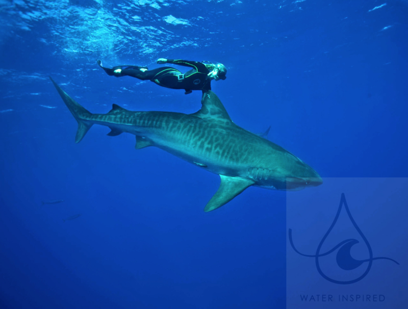 Illustration for article titled Astonishing images of a diver swimming on top of great white sharks